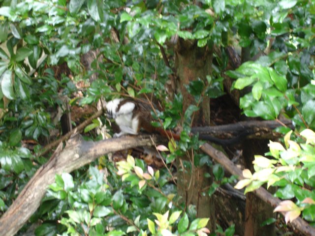 aucklandzoo16.jpg