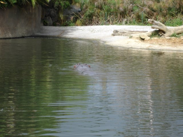 aucklandzoo6.jpg