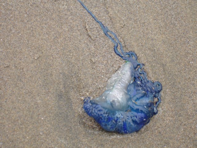 bethellsbeachjellyfish4.jpg