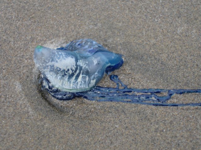 bethellsbeachjellyfish7.jpg