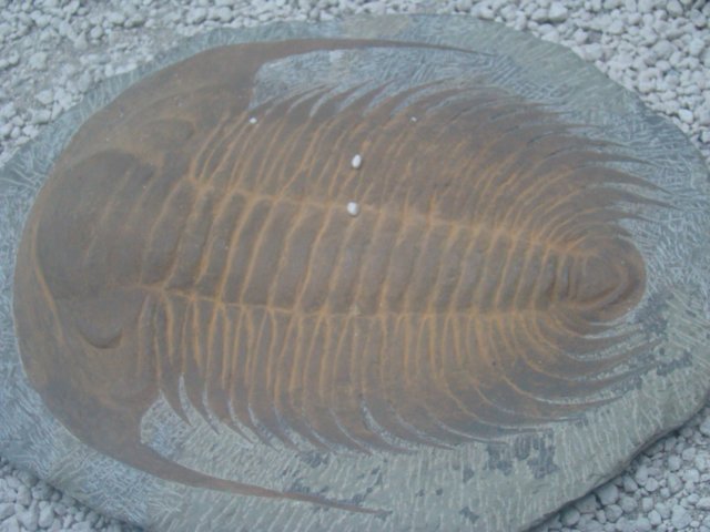 dsc03090.jpg