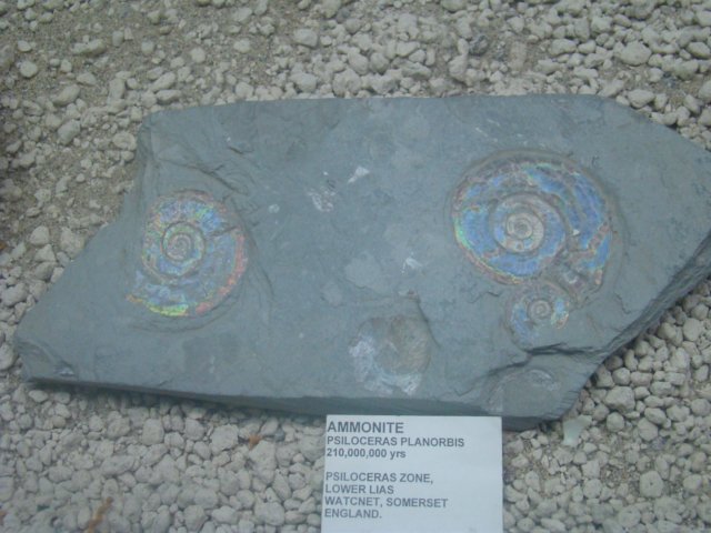 dsc03092.jpg