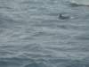 dsc02981_small.jpg