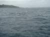dsc02985_small.jpg