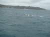 dsc02990_small.jpg