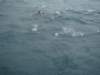 dsc02997_small.jpg
