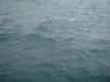 dsc02998_small.jpg