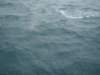 dsc03000_small.jpg