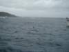 dsc03009_small.jpg