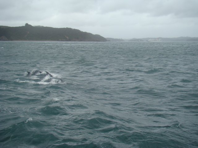 dsc03012.jpg