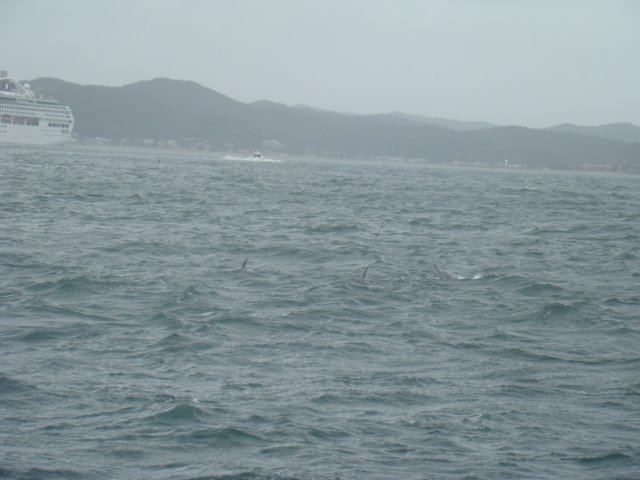 dsc03018.jpg