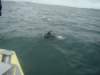 dsc03019_small.jpg