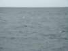 dsc03025_small.jpg