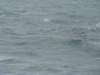 dsc03026_small.jpg