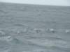 dsc03027_small.jpg