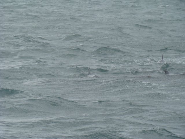 dsc03028.jpg
