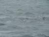 dsc03028_small.jpg