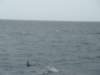 dsc03029_small.jpg