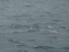 dsc03030_small.jpg