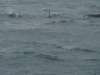 dsc03031_small.jpg