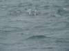 dsc03035_small.jpg