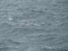 dsc03036_small.jpg
