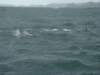 dsc03037_small.jpg