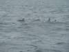 dsc03043_small.jpg