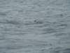 dsc03044_small.jpg