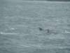 dsc03056_small.jpg