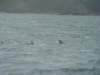 dsc03061_small.jpg