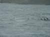 dsc03062_small.jpg