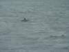dsc03063_small.jpg