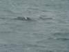 dsc03065_small.jpg