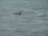 dsc03066_small.jpg