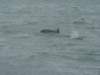 dsc03068_small.jpg
