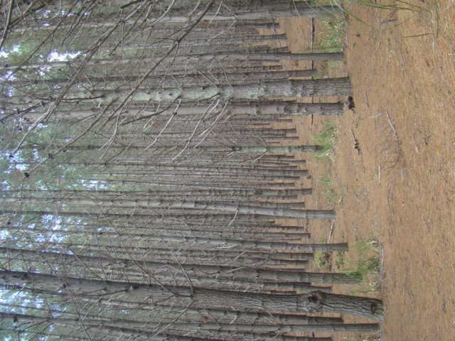 dsc03370.jpg