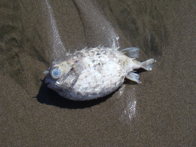 dsc02414.jpg
