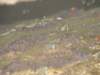 dsc02374_small.jpg