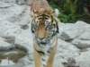 dsc00071_small.jpg