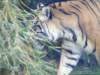 dsc00074_small.jpg