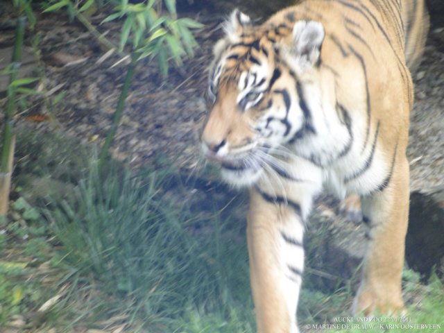 dsc00075.jpg