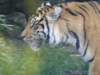 dsc00076_small.jpg