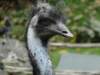 dsc00080_small.jpg