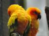 dsc00096_small.jpg