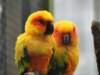 dsc00099_small.jpg