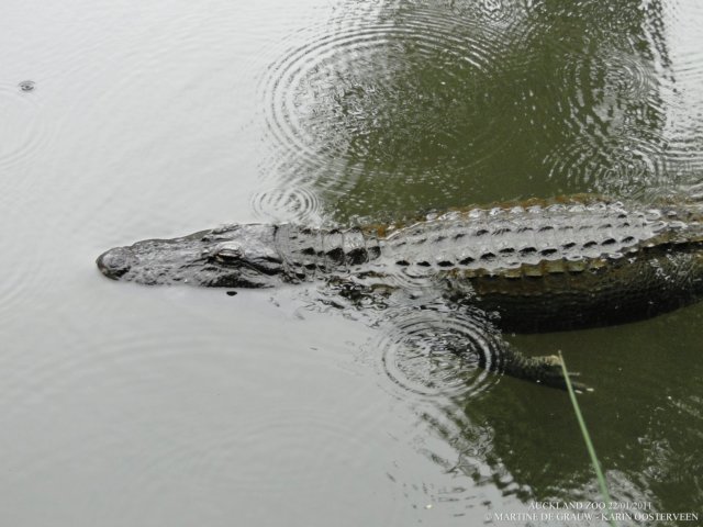 dsc00118.jpg