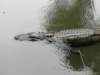 dsc00118_small.jpg