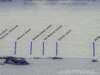 dsc00264_small.jpg