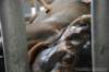elephant22ndjanuary2011049_small.jpg
